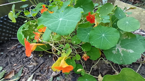 Garten 3